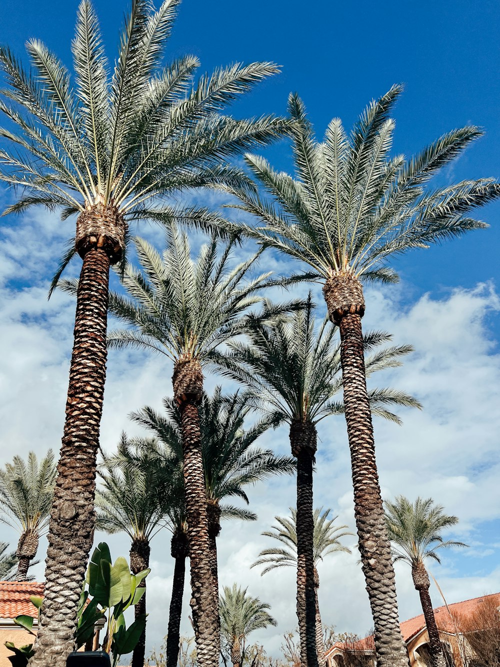 a group of palm trees with a blue sky in the background