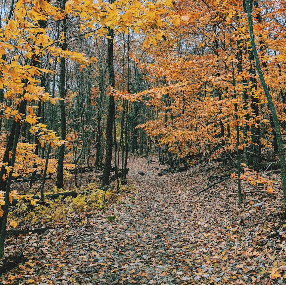 ein Waldweg mit vielen Blättern auf dem Boden