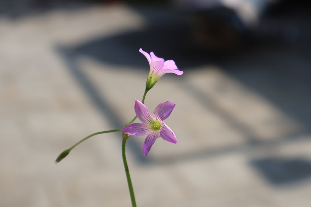 a purple flower is in a vase on a table