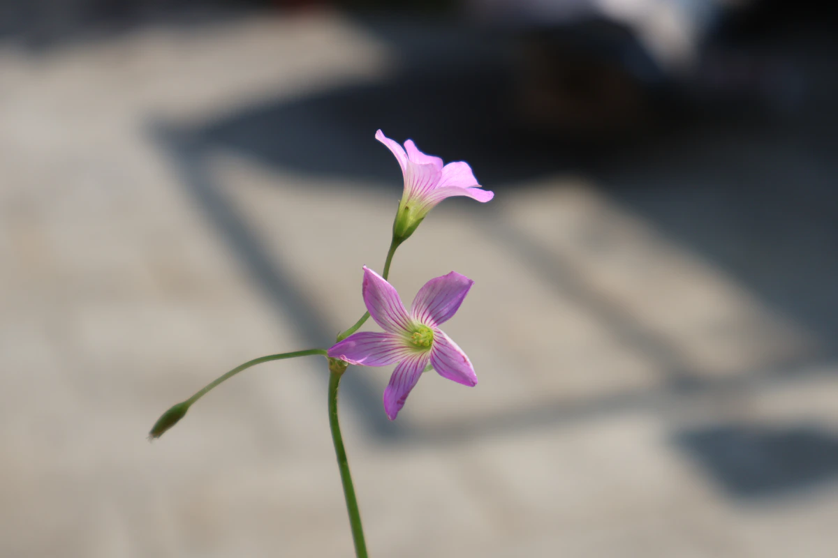 Torenia Wishbone Flower India — Shade Annual Hanging Basket Guide