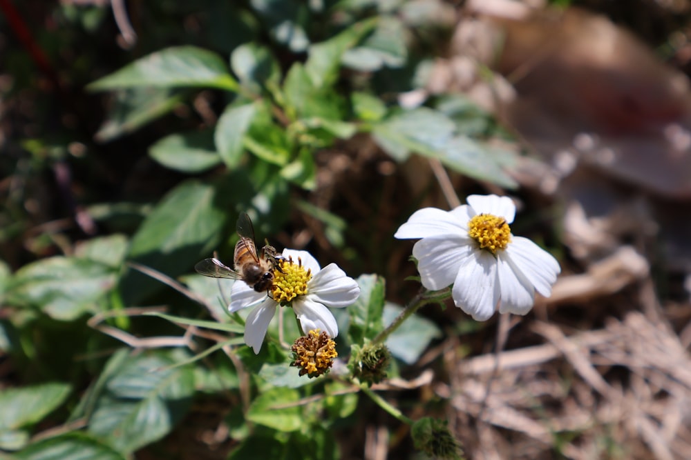 a couple of white flowers sitting on top of a lush green field