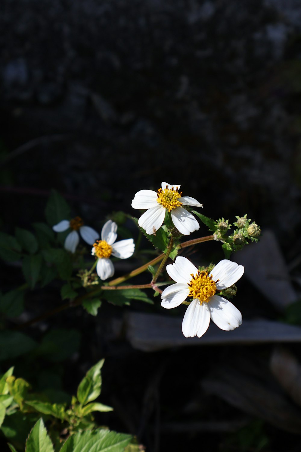 a group of white flowers sitting on top of a lush green field