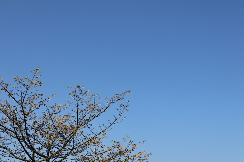 a tree with no leaves and a blue sky in the background