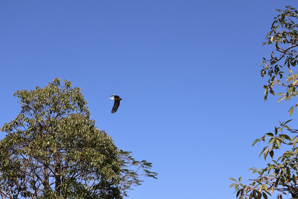 a bird flying in the air over trees