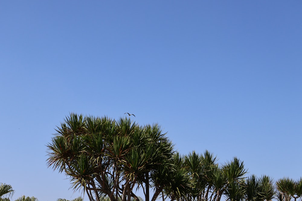 a group of palm trees with a blue sky in the background