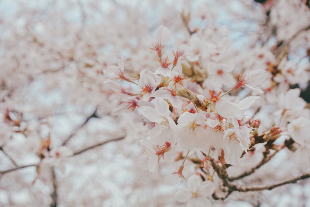 a close up of a tree with white flowers