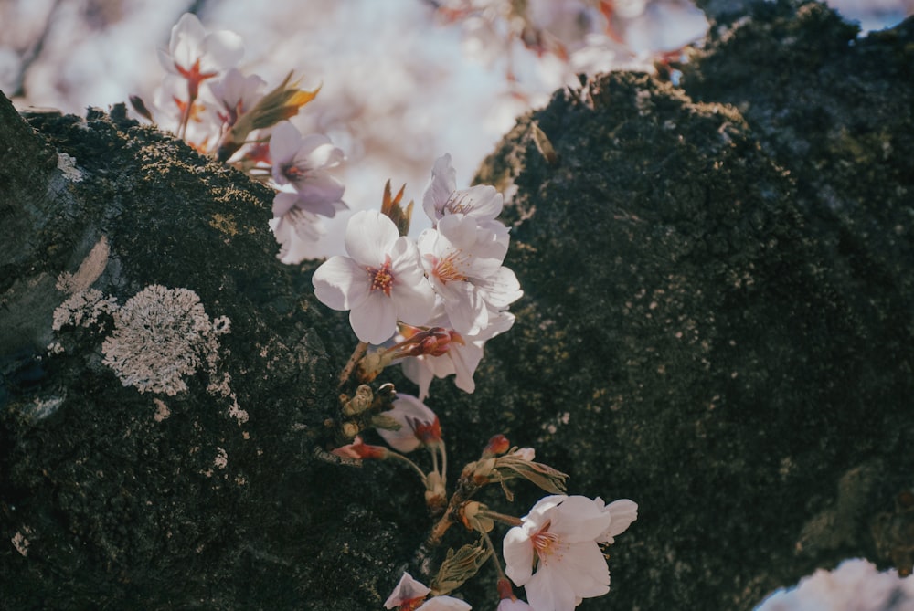 a close up of some flowers on a rock