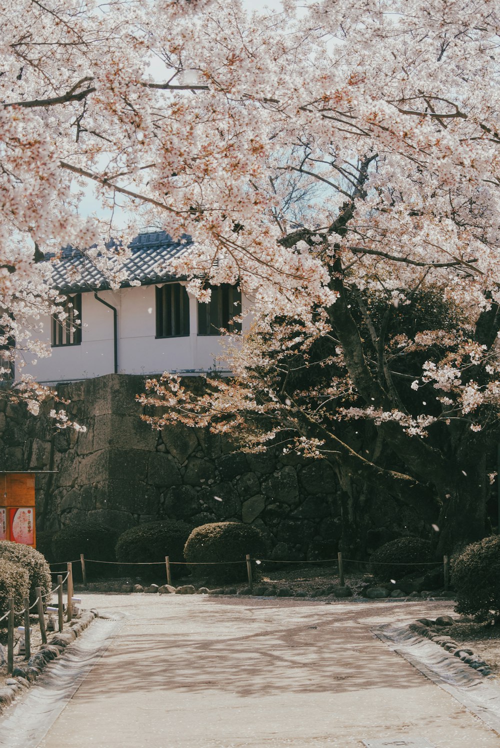 a large white building with a tree in front of it