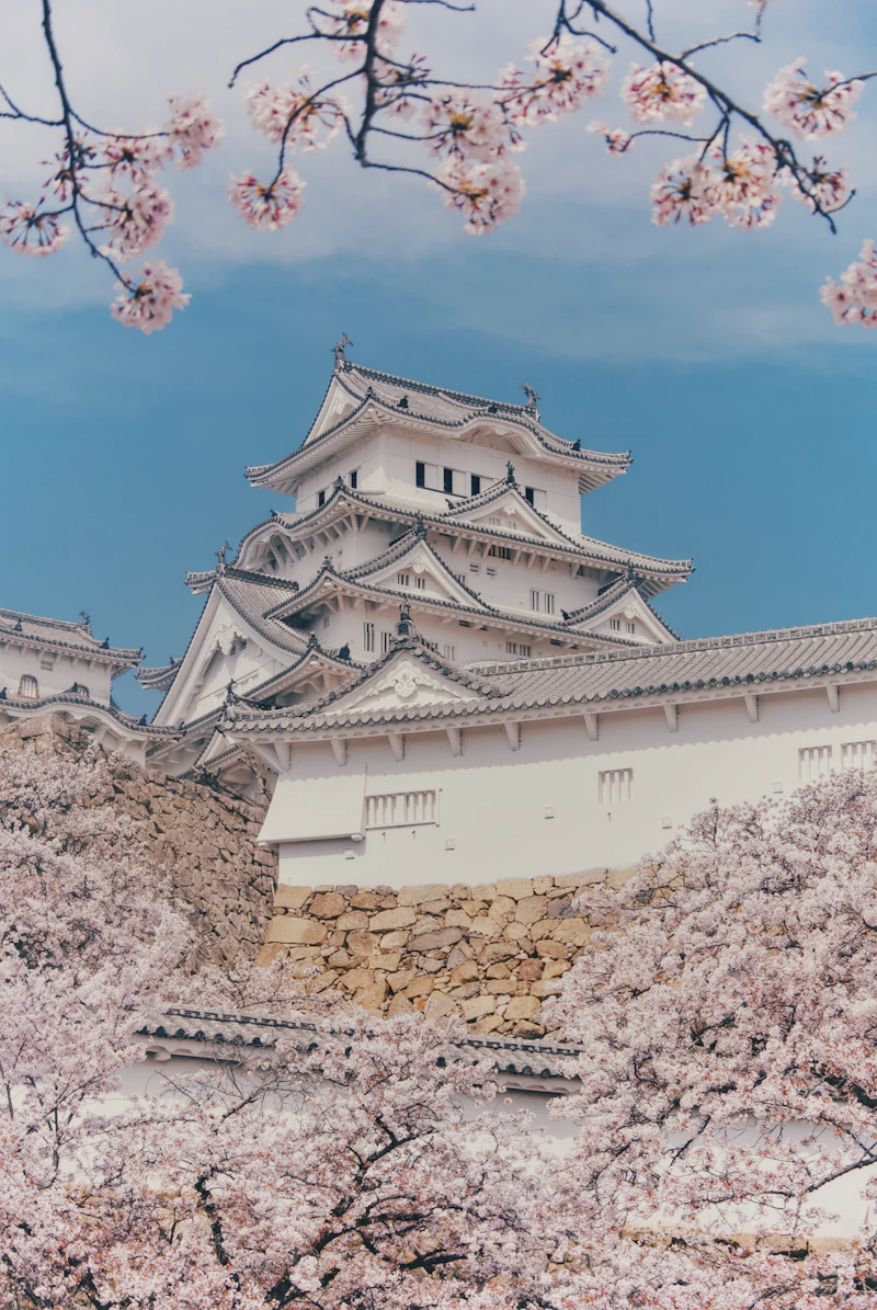 A moat surrounded by cherry blossom trees in full bloom with petals floating on the water