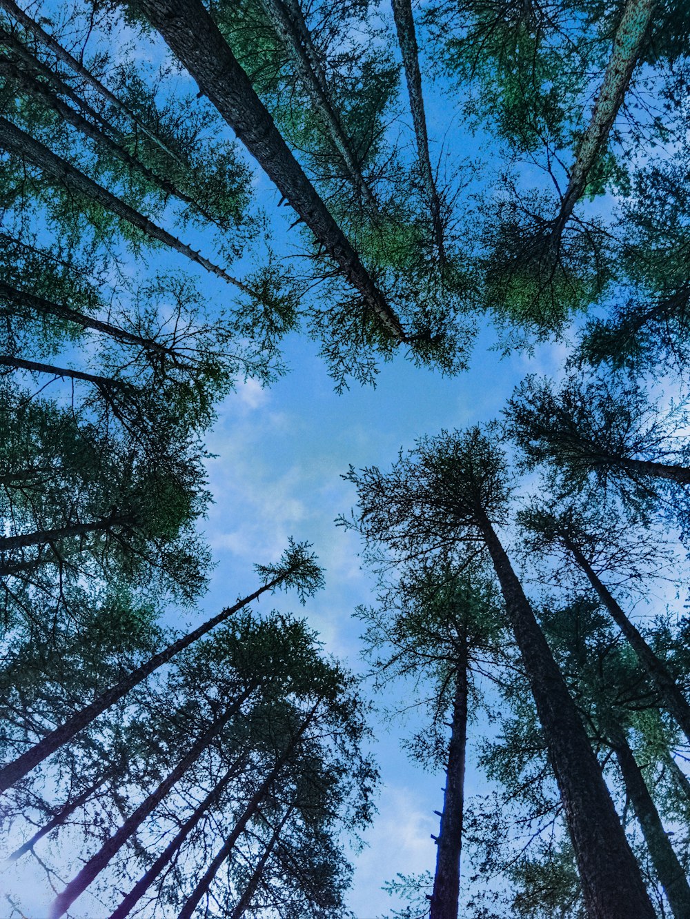 a group of tall trees standing next to each other