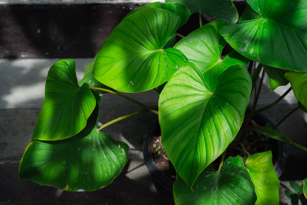 a close up of a green plant with large leaves