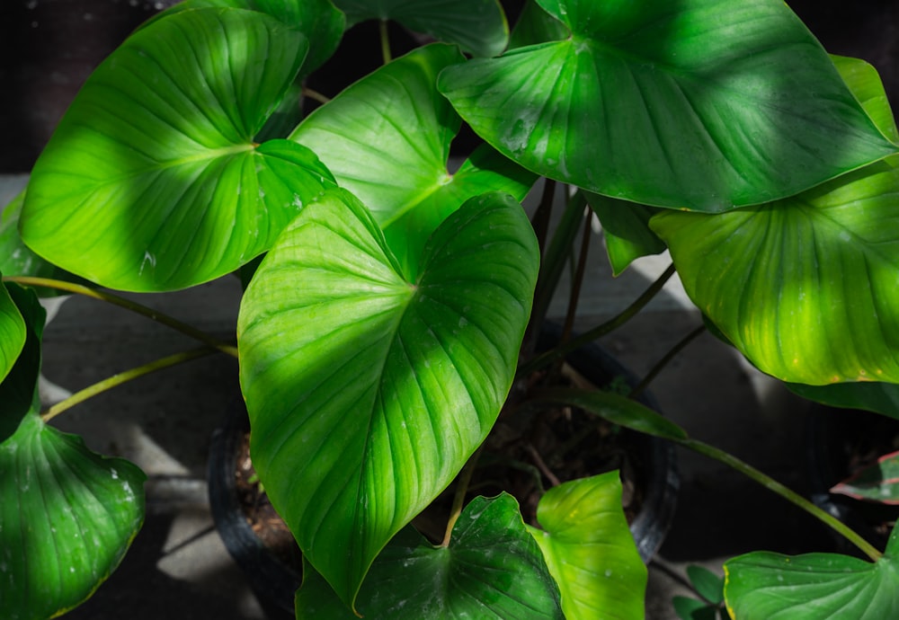 a close up of a green plant with large leaves