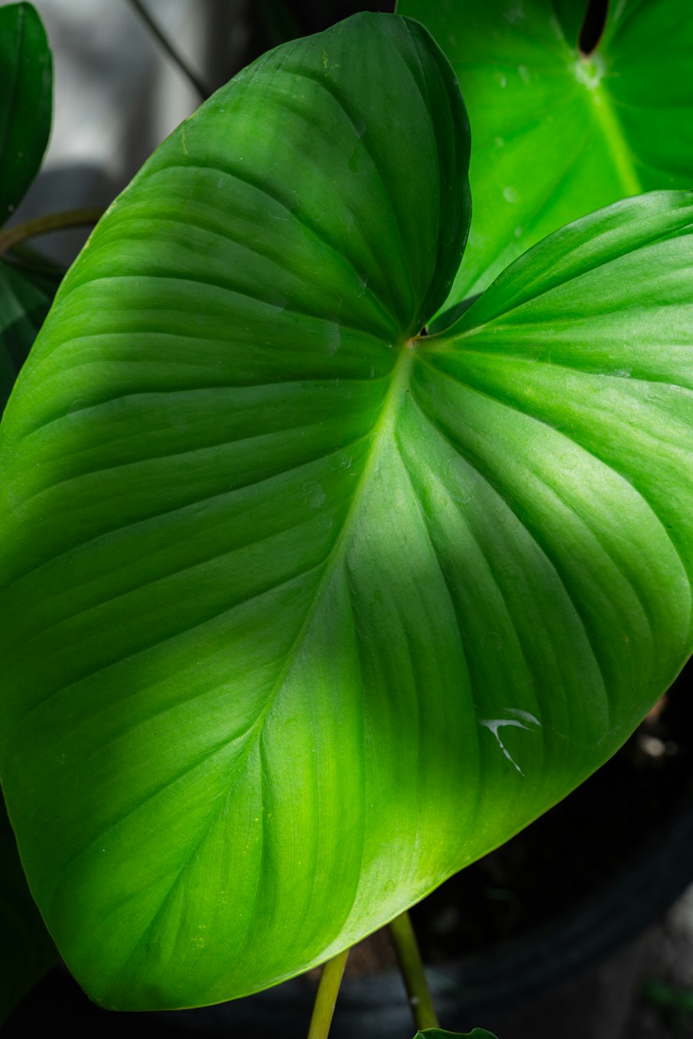 a large green leaf on a plant in a pot