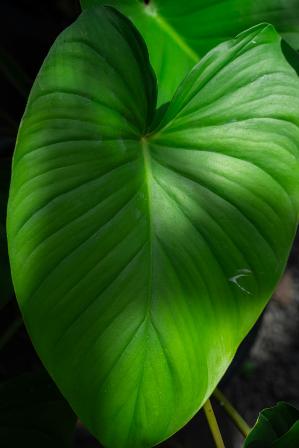 a large green leaf on a plant in a garden