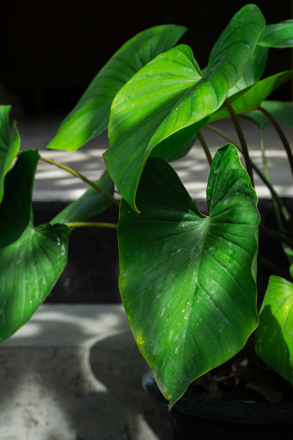 a large green leafy plant in a pot