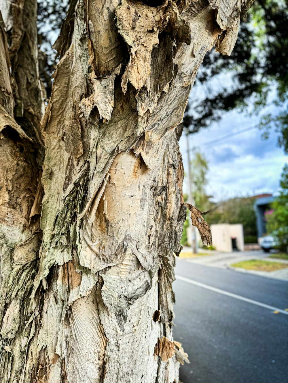 a close up of a tree with a street in the background