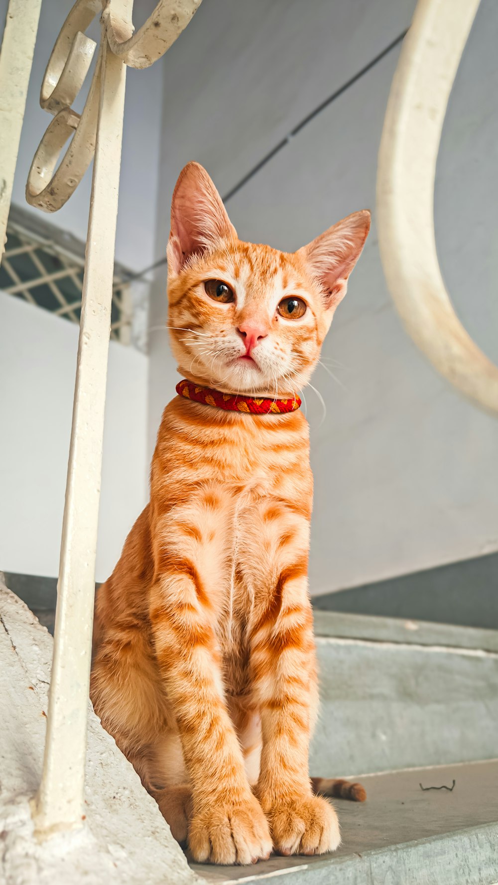 Eine orange getigerte Katze sitzt auf einer Stufe