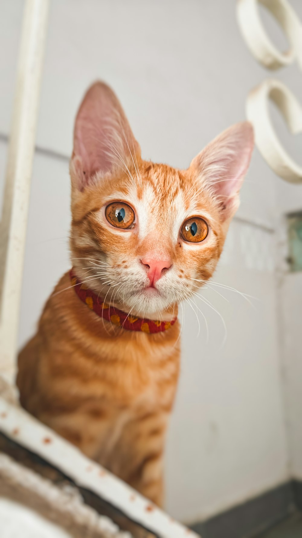 Eine orangefarbene Katze mit rotem Halsband schaut in die Kamera