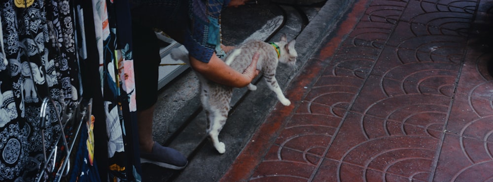 a person petting a cat on the side of a building
