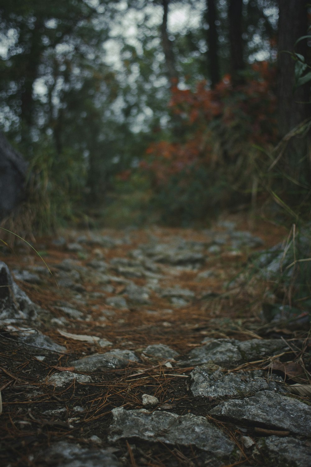 a path in the woods with rocks and trees