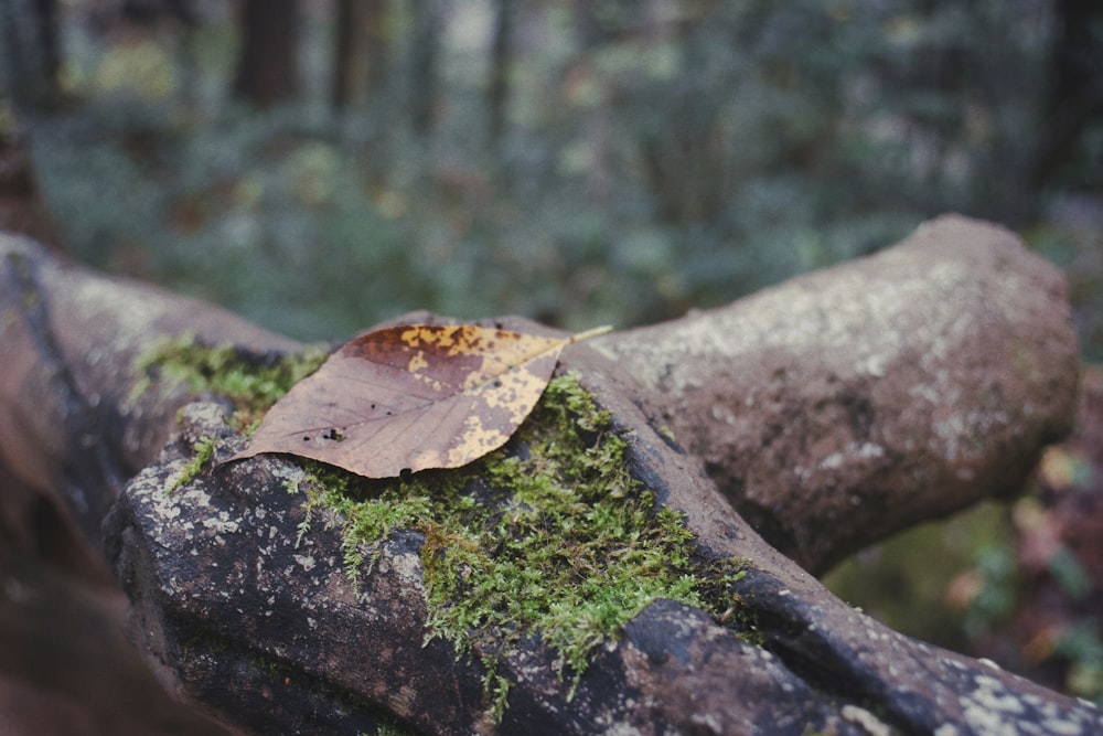 a fallen leaf rests on a moss covered log