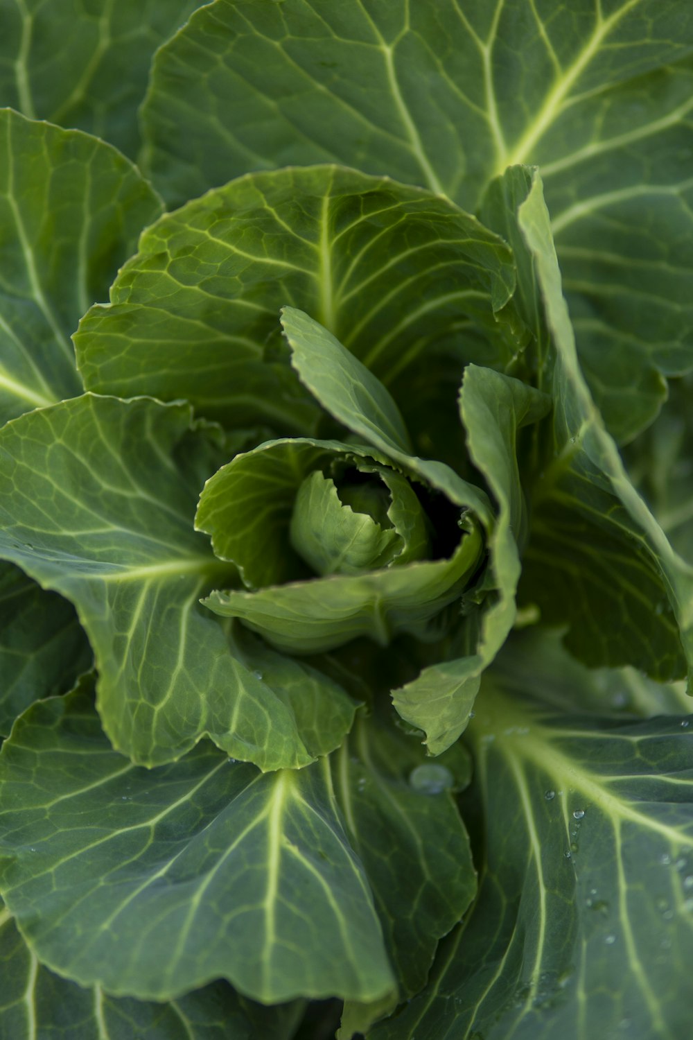 a close up of a green plant with leaves