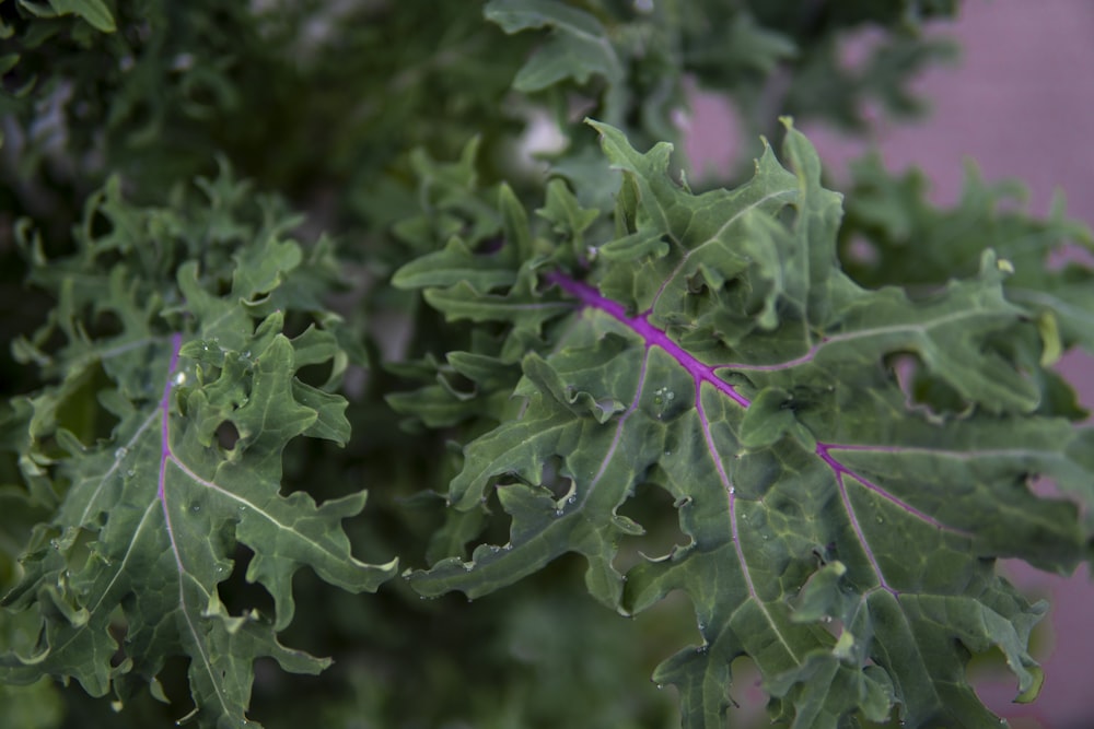 a close up of a green leafy plant