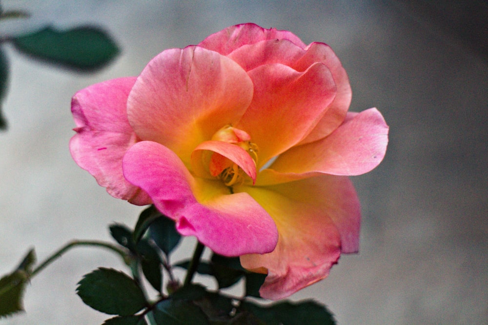 a pink and yellow rose with green leaves