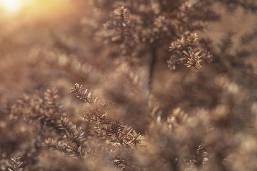 a close up of a plant with a sun in the background