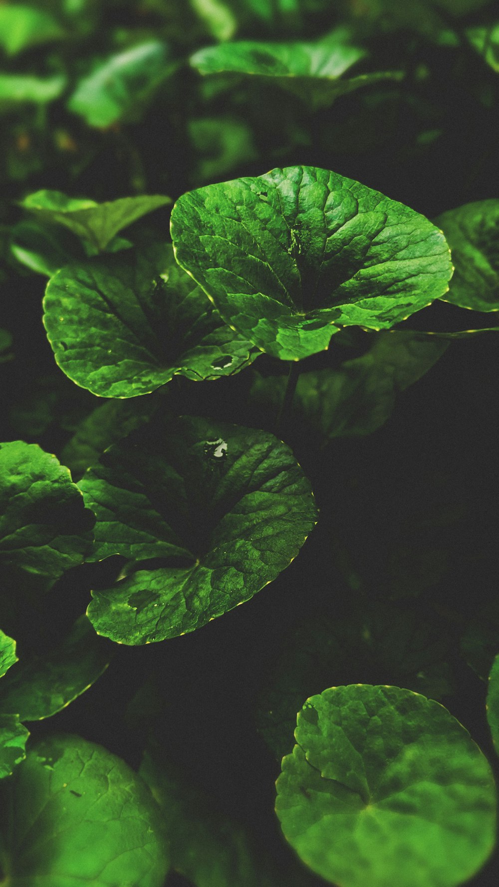 a close up of a green plant with leaves