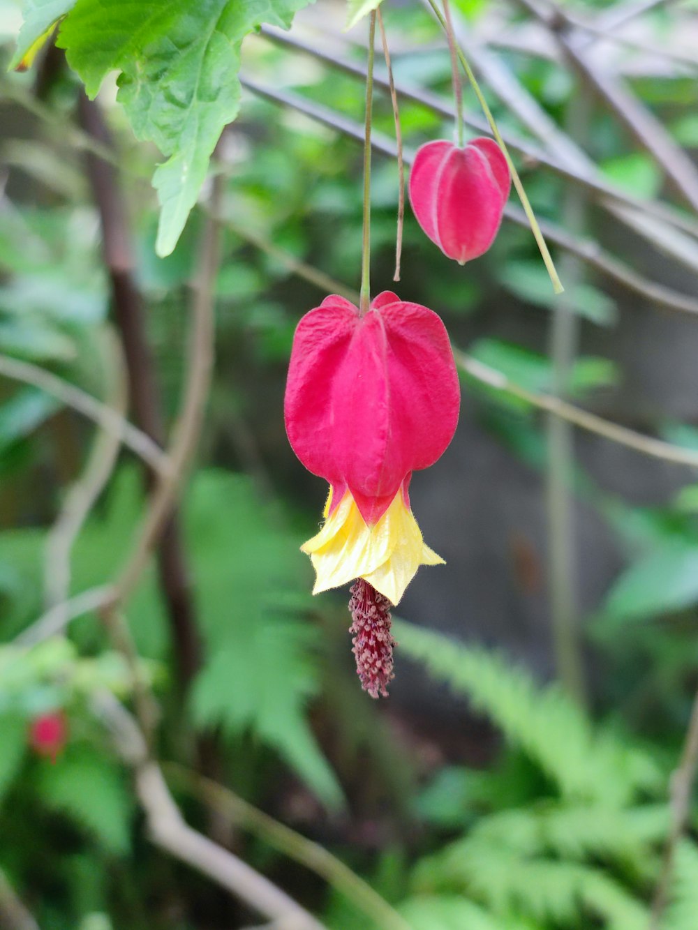 a red and yellow flower hanging from a tree