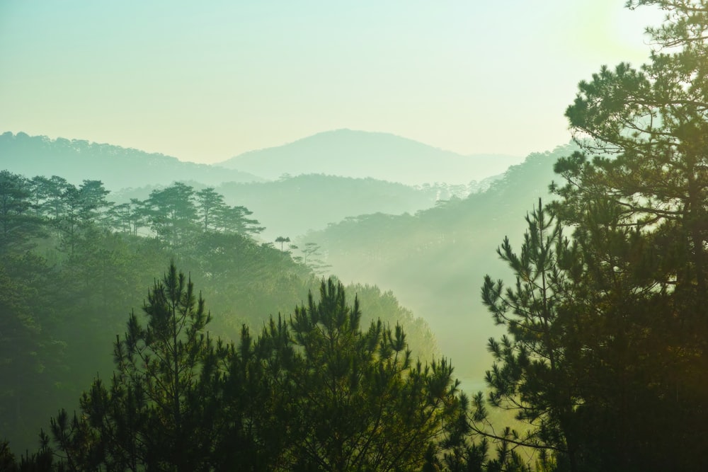 the sun shines through the trees in the mountains