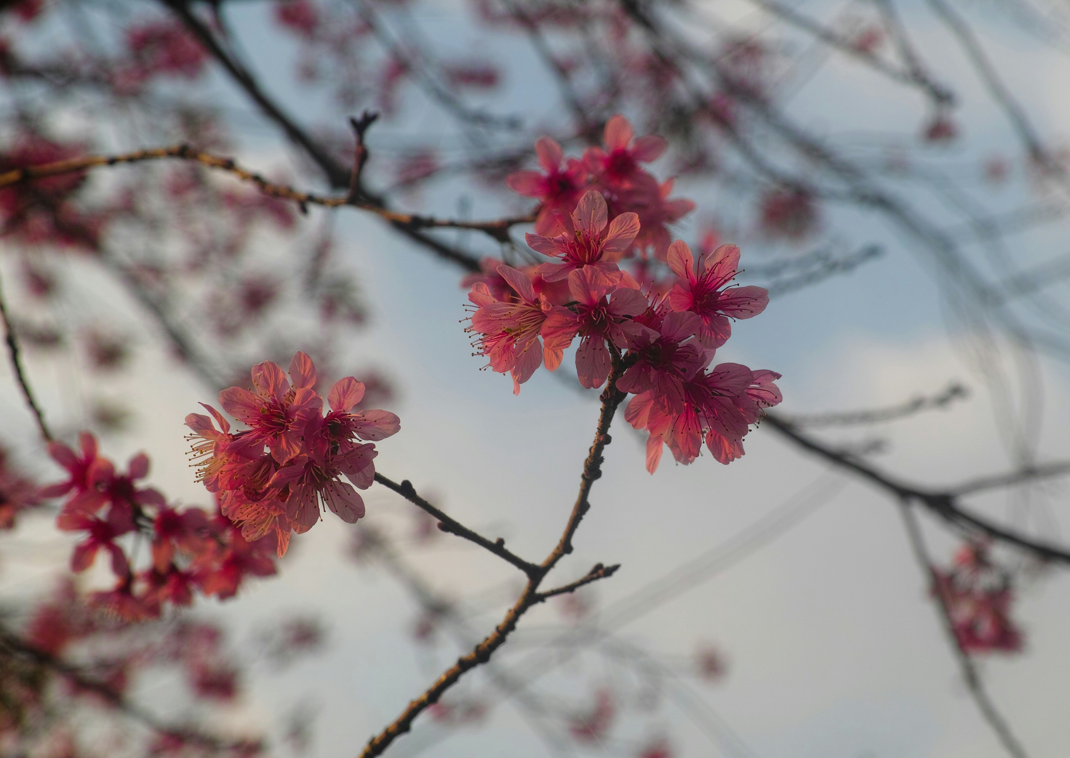 a branch of a tree with pink flowers