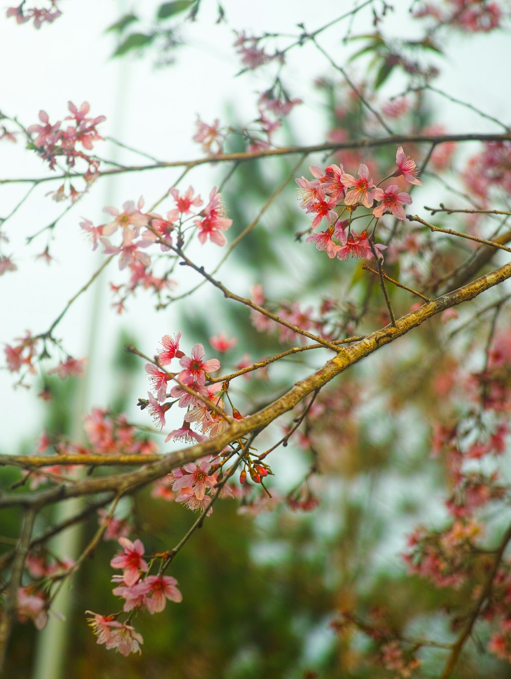 a branch with pink flowers and green leaves