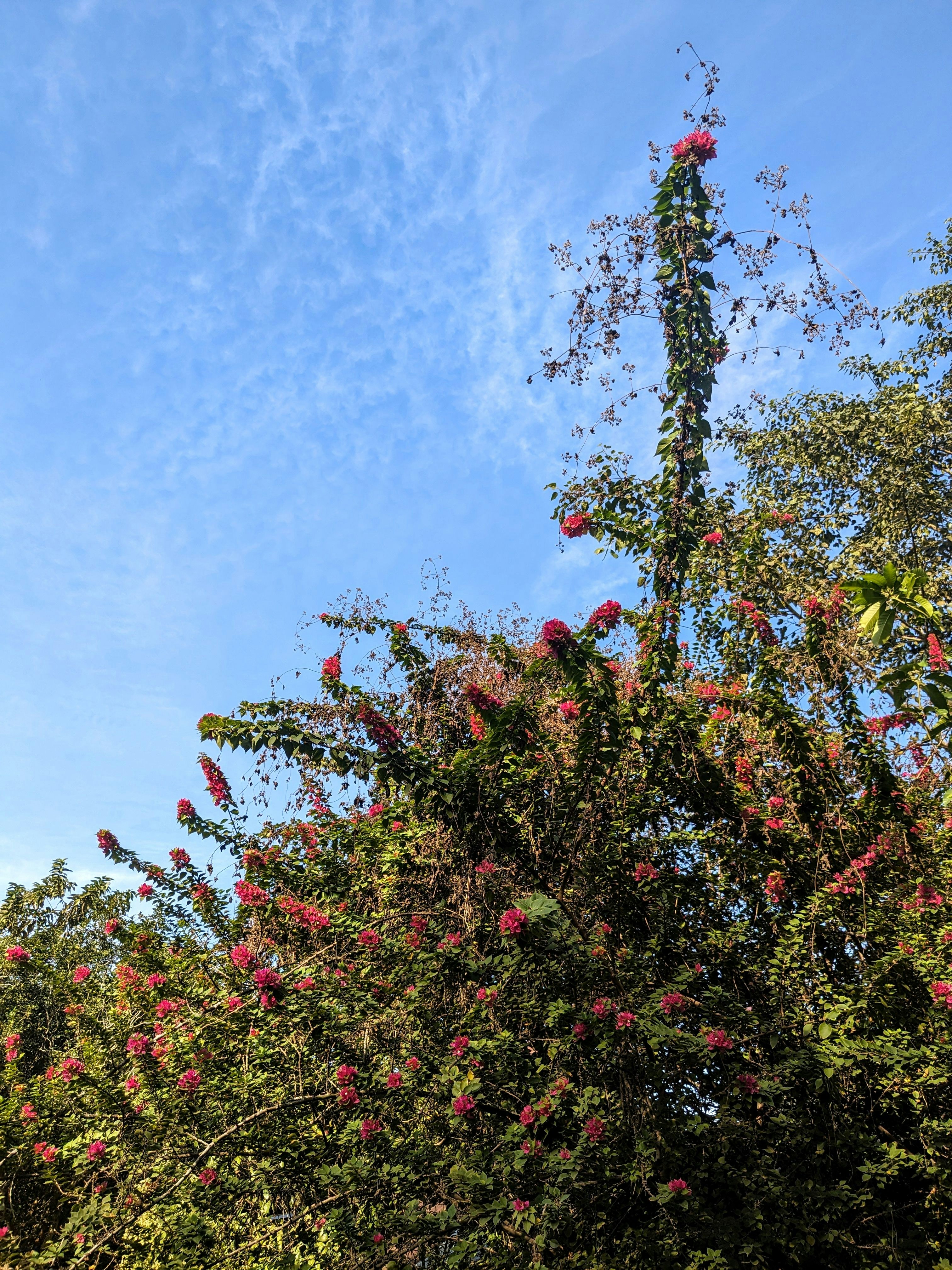 Photo by jiribasumatary