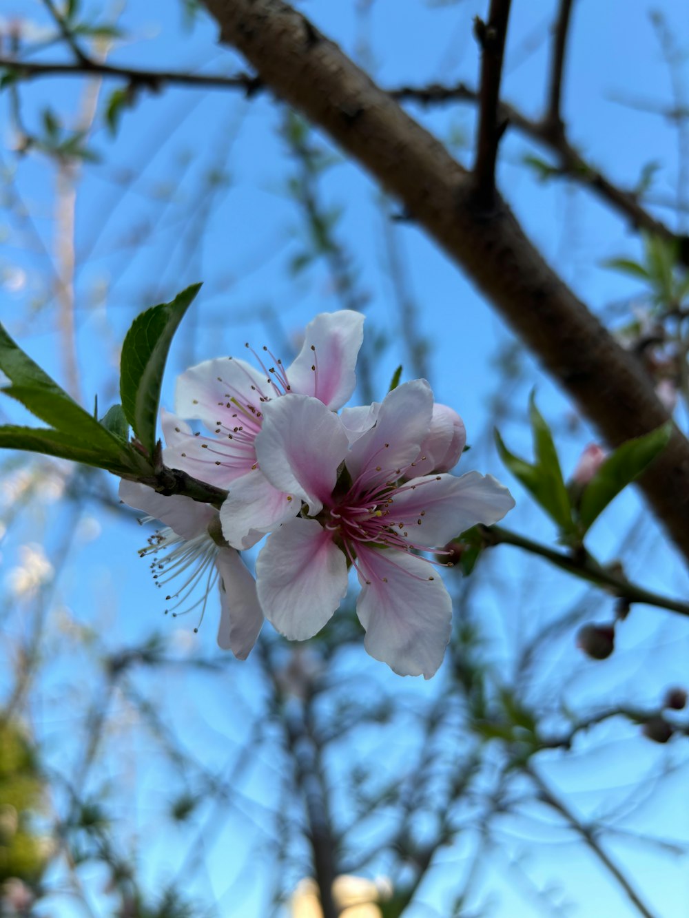 a close up of a flower on a tree branch