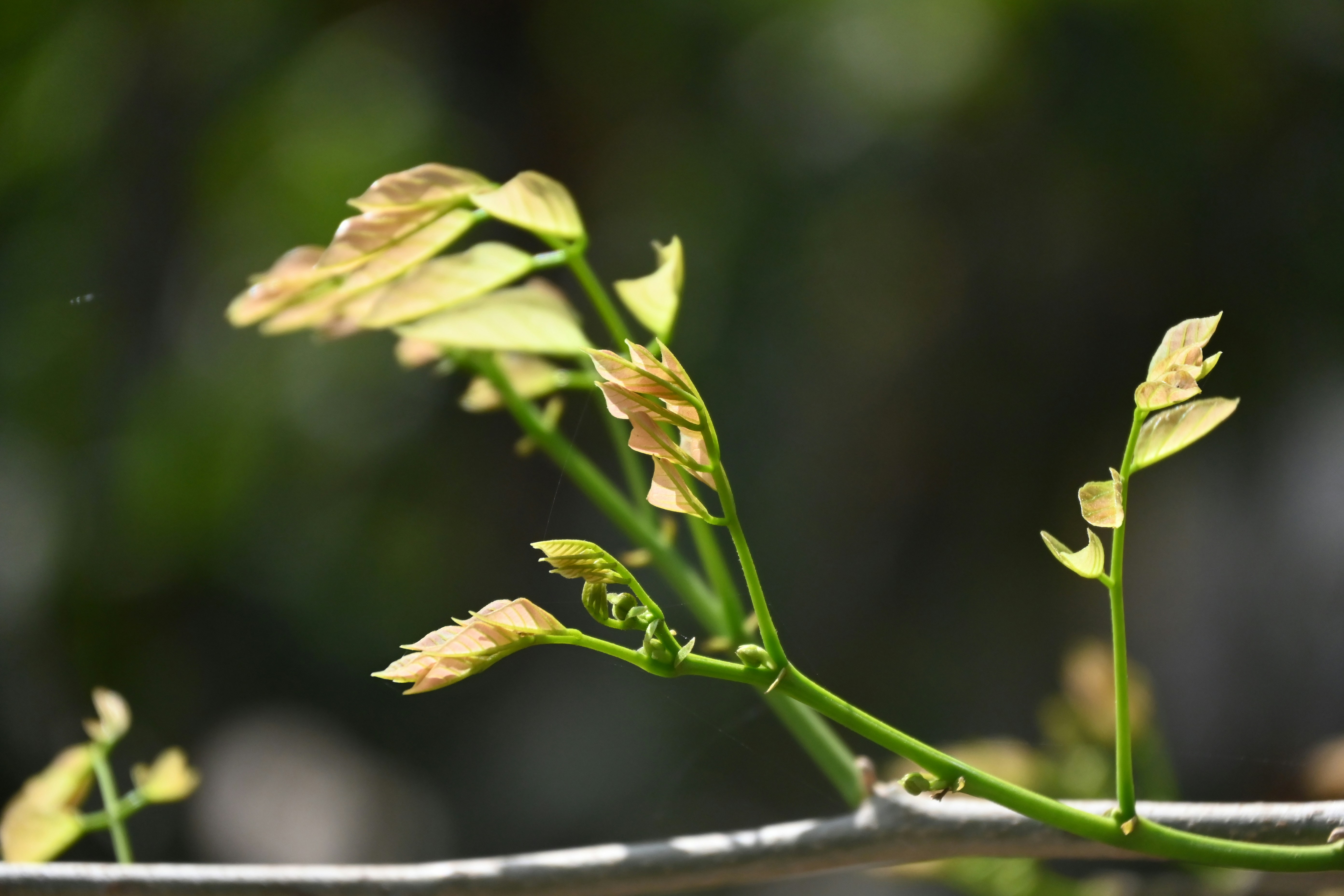 Photo by aravind_shivkumar