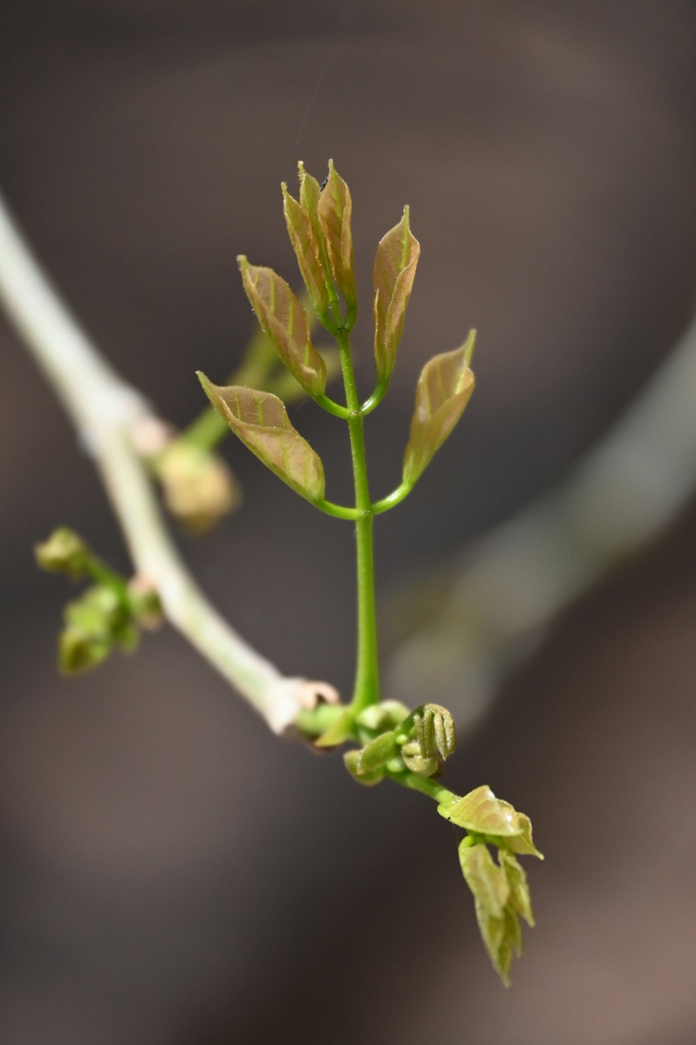 a close up of a small green plant