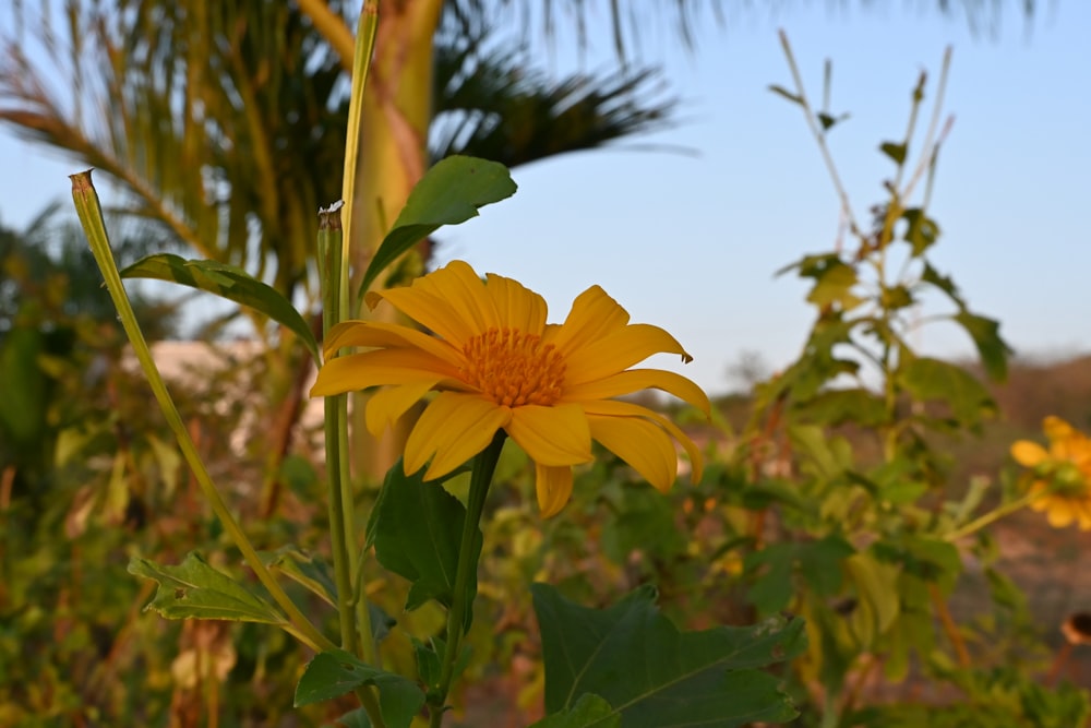a yellow flower in a field with palm trees in the background