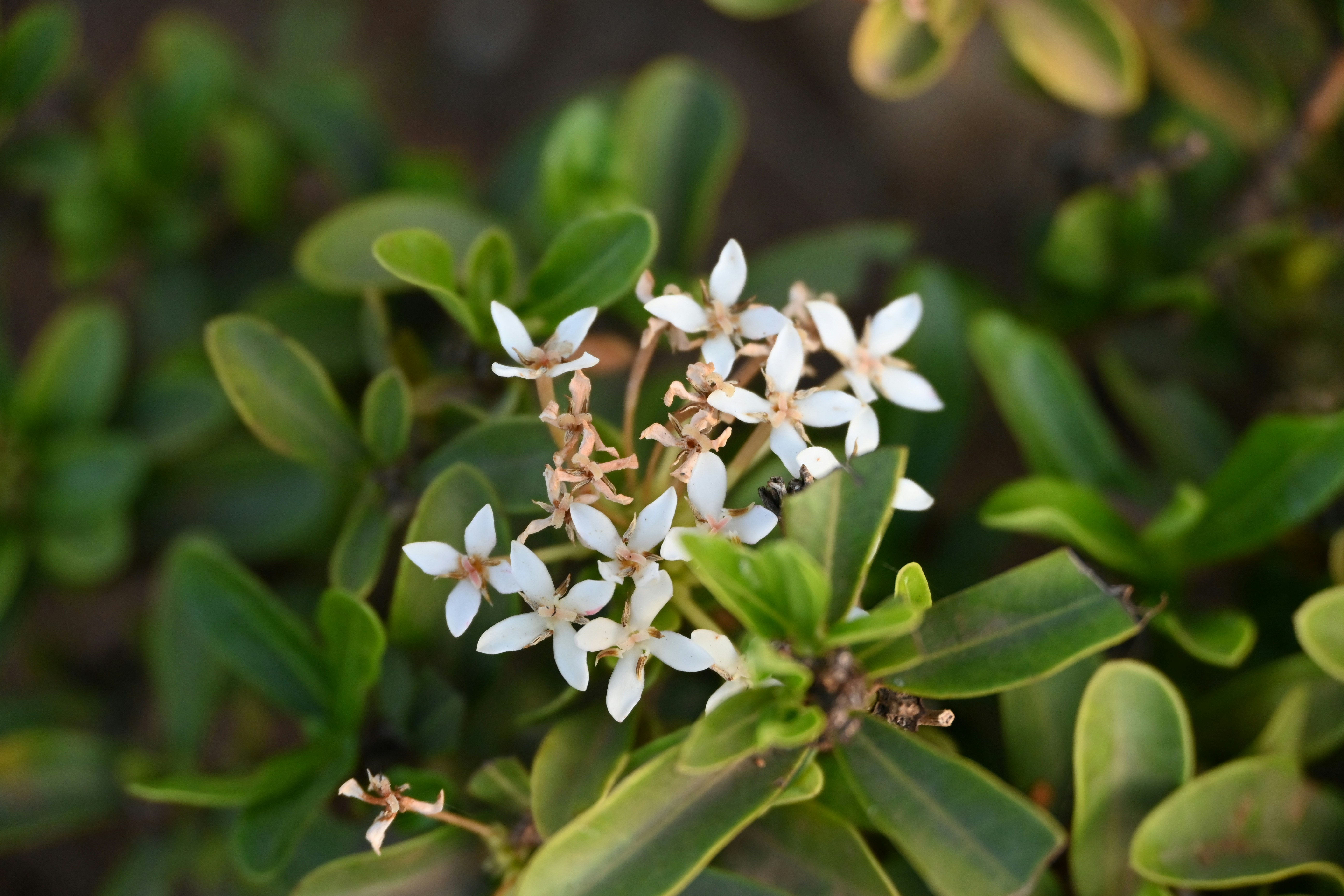 Photo by aravind_shivkumar