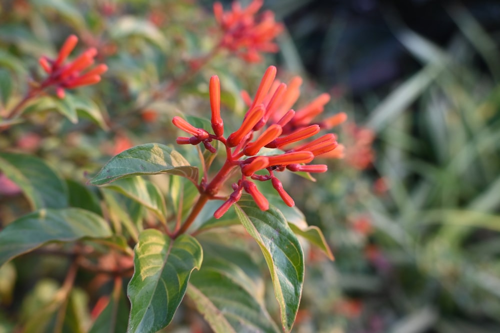 a close up of a plant with red flowers