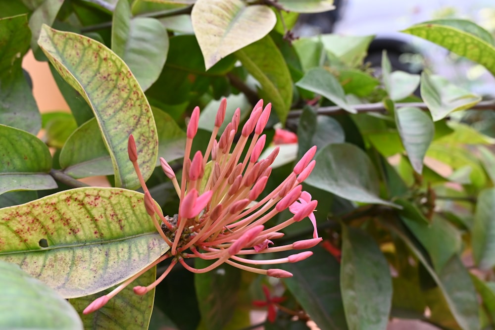 a close up of a flower on a tree