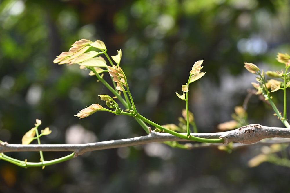 a branch of a tree with yellow flowers