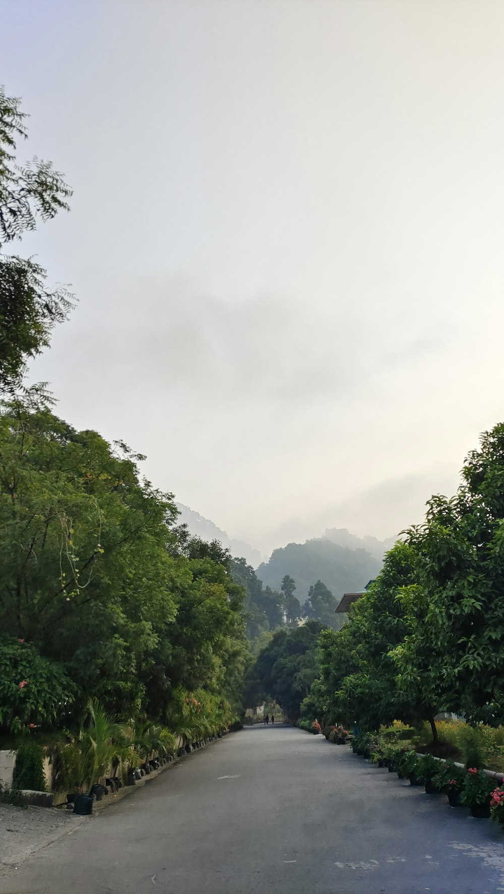 an empty road surrounded by lush green trees