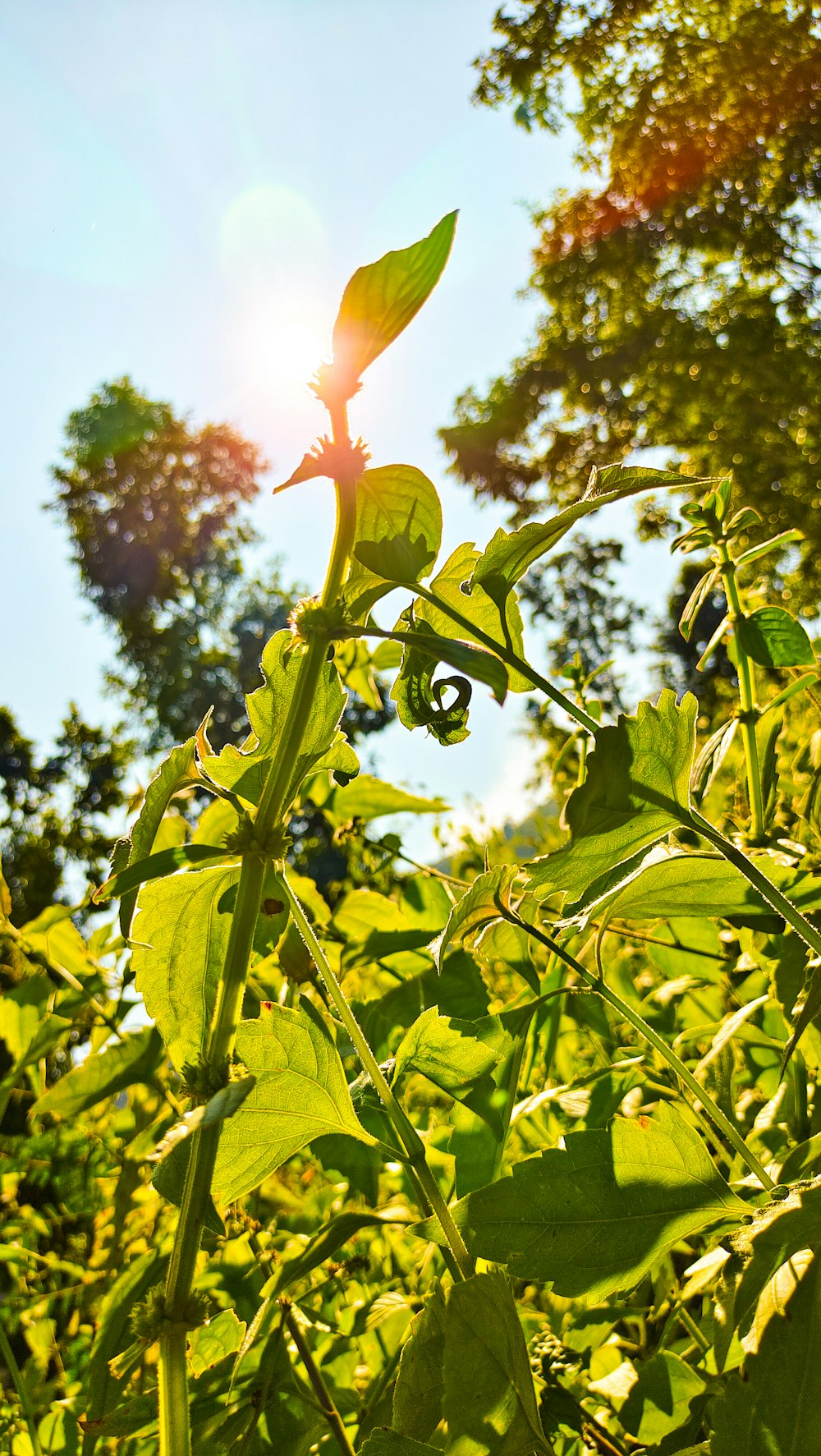 the sun is shining through the leaves of a plant