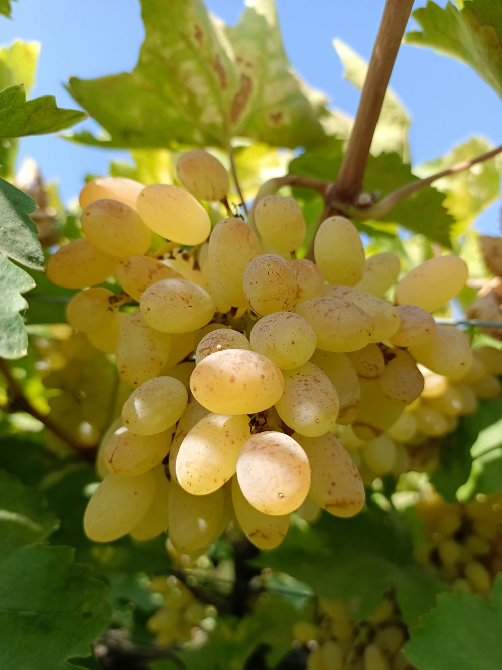 a bunch of grapes hanging from a vine