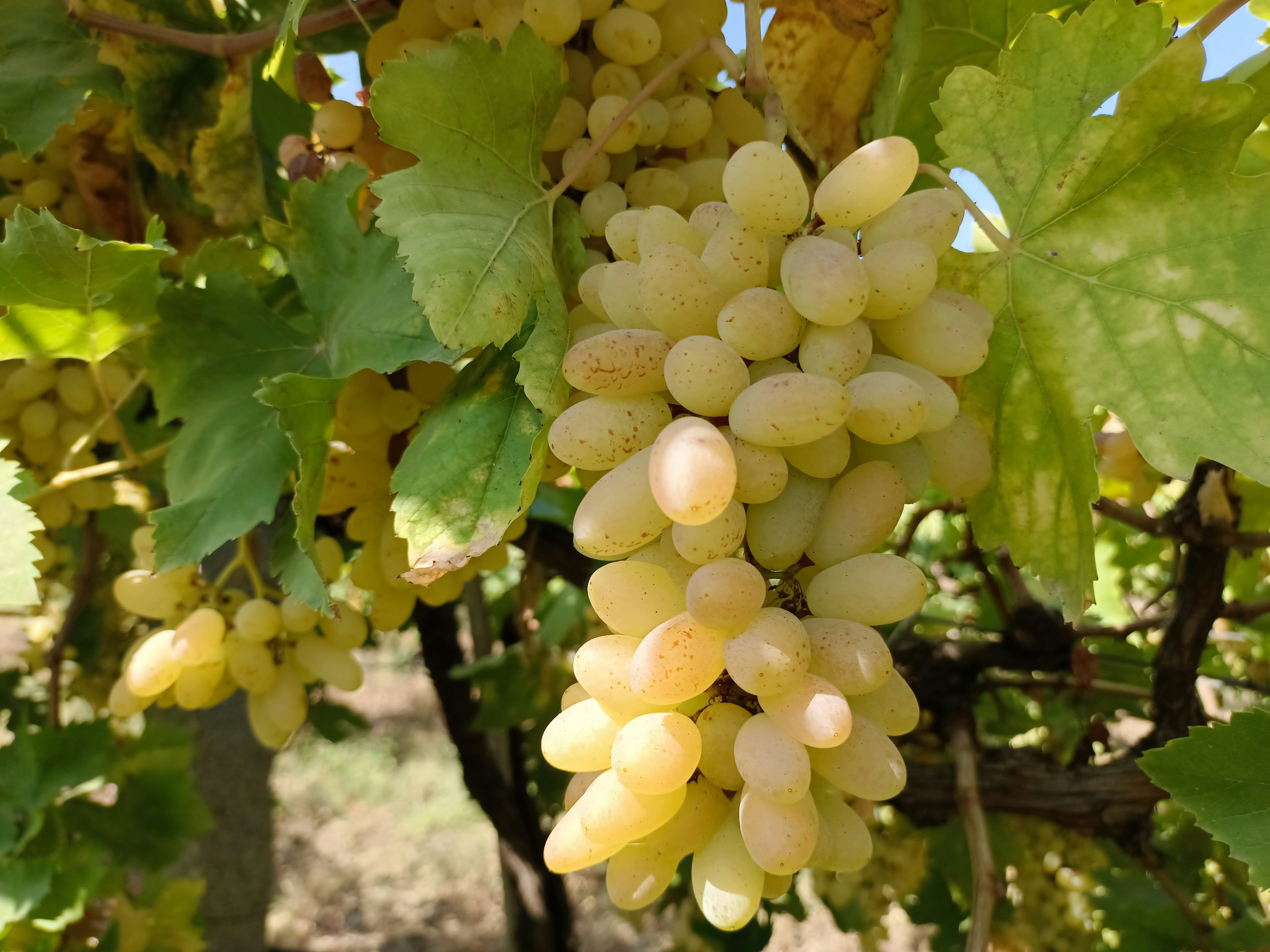 Photo by aravind_shivkumar