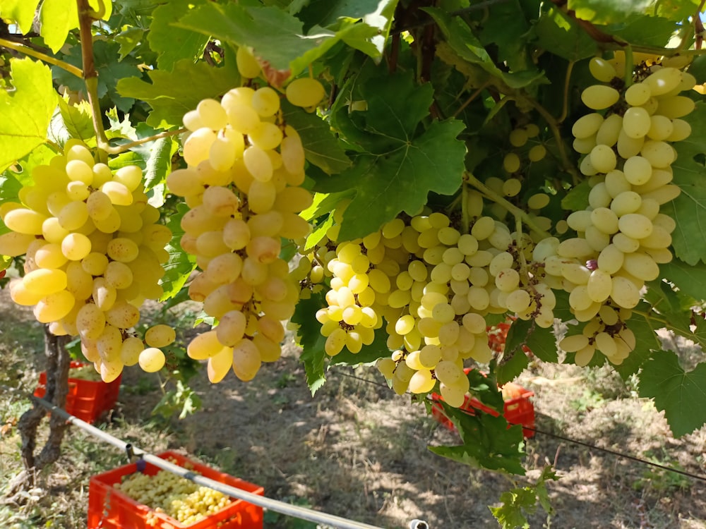 a bunch of grapes hanging from a vine