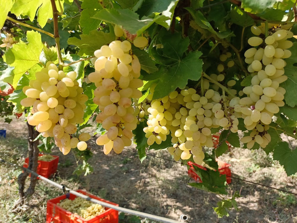 a bunch of grapes hanging from a vine