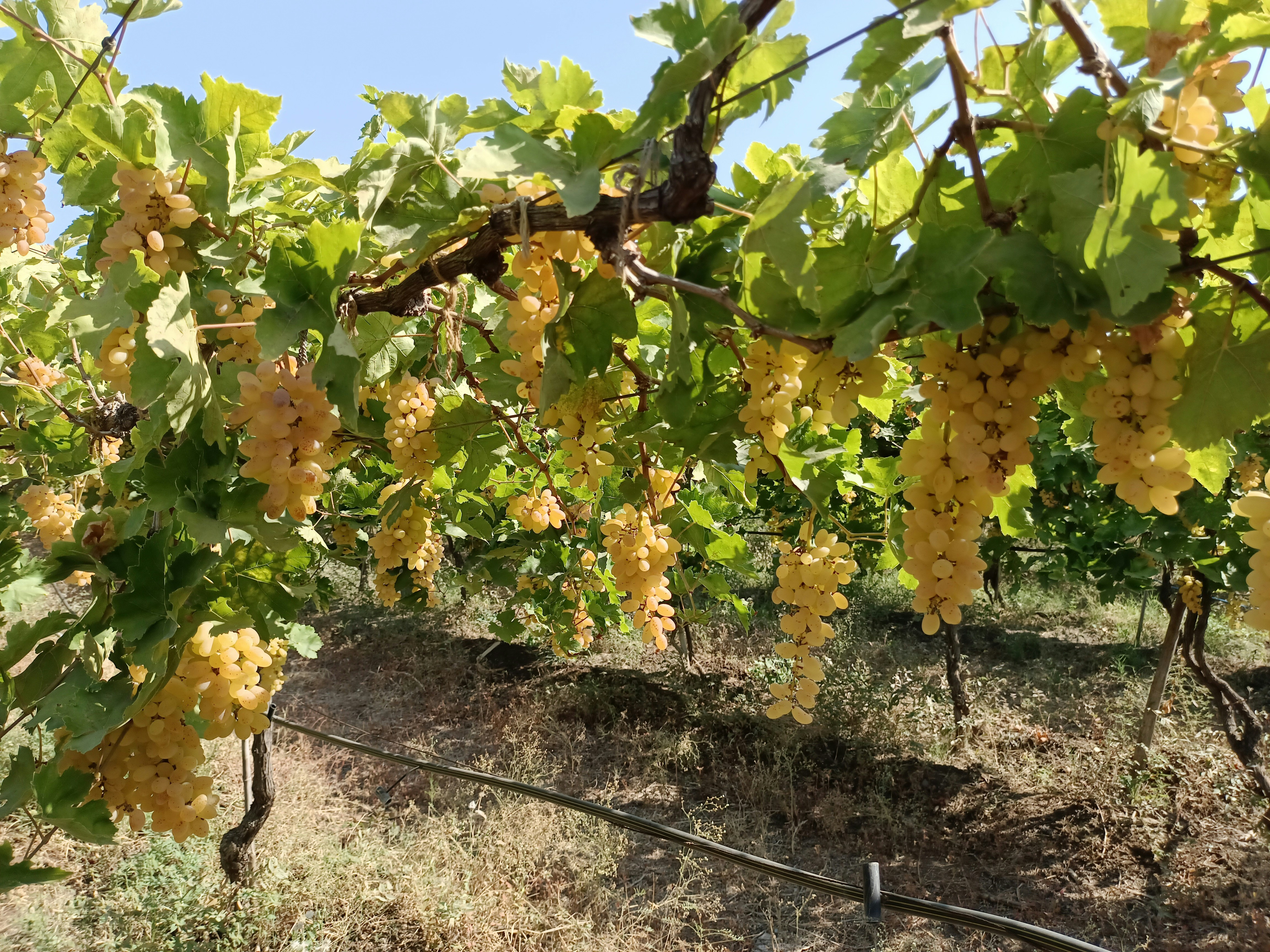 Photo by aravind_shivkumar